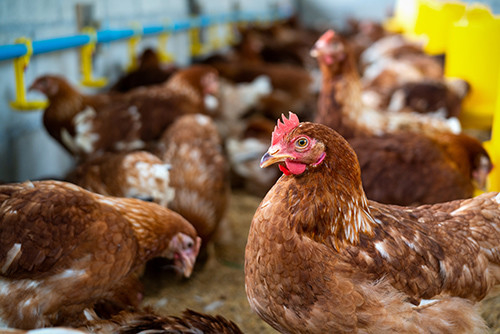 Latest company news about تهديد جديد: تم تأكيد ثالث حالة بشرية من H5N1