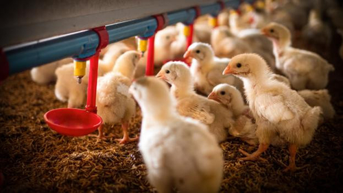 أخبار الشركة الأخيرة عن ظهور انفلونزا الطيور H5N1: مخاوف متزايدة للصحة العامة
