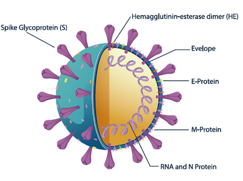 أخبار الشركة الأخيرة عن ميزة اختبار SARS-CoV-2 S-RBD السريع للأجسام المضادة